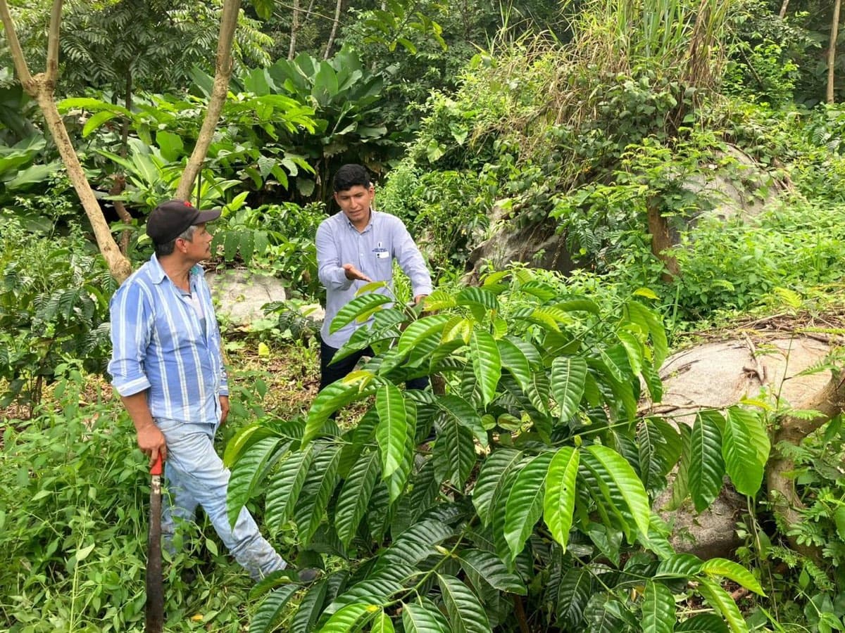 CASEMEX agronomist inspecting a coffee plant with a grower in the field
